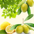 Olive Branch and Citrus - Vault Collection