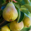 Orchard Pear and Apple - Vault Collection