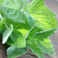 Eucalyptus and Mint - Vault Collection - Abboo Candle Co