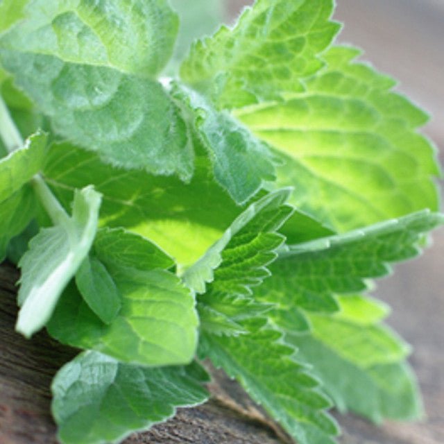 Eucalyptus and Mint - Vault Collection - Abboo Candle Co