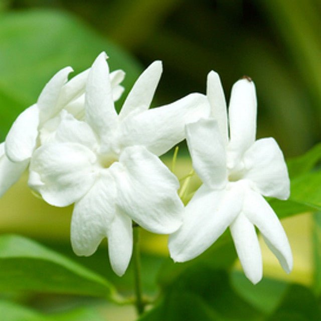 Jasmine and Sandalwood - Vault Collection - Abboo Candle Co