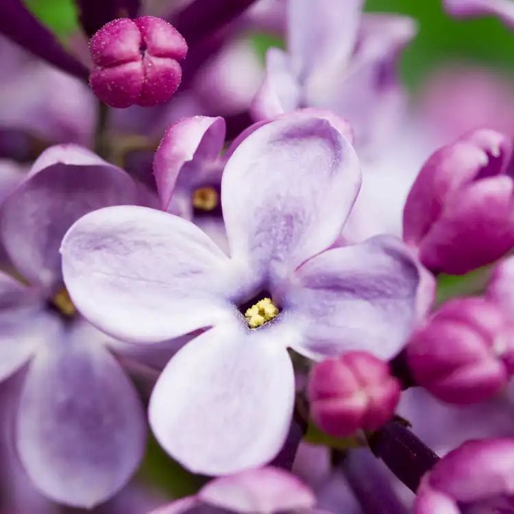 Lilac and Lily - Vault Collection - Abboo Candle Co