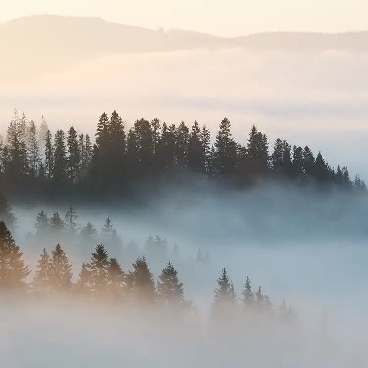 Mountain Moss and Mist - Vault Collection - Abboo Candle Co