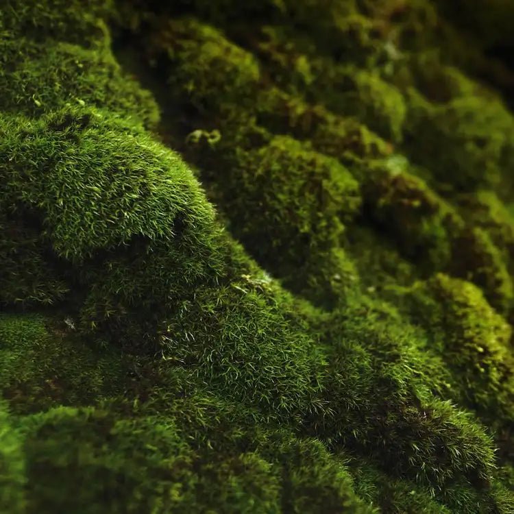 Oakmoss and Amber - Vault Collection - Abboo Candle Co
