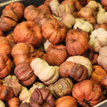 Mini Pumpkins Potpourri - Abboo Candle Co